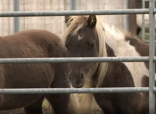 Inbeslagname paarden