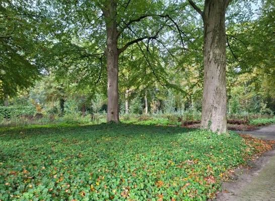 Turnhout werkt aan natuurbegraafplaats op Nazareth
