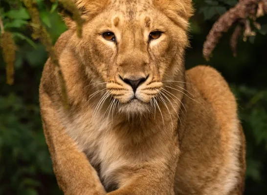 Indische leeuwin Laya ZOO Planckendael
