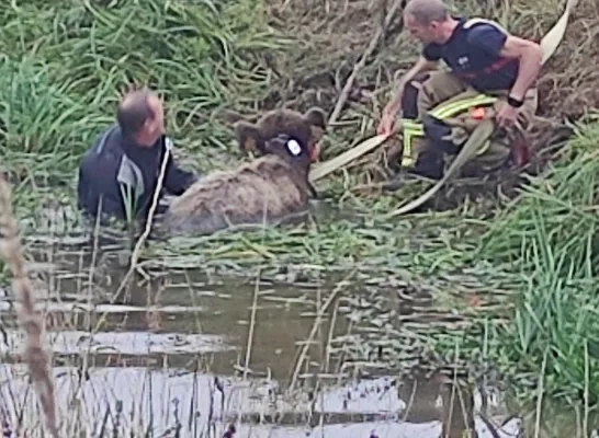 Brandweerzone Rivierenland redt kalfje uit water Brandweerzone Rivierenland redt kalfje uit water