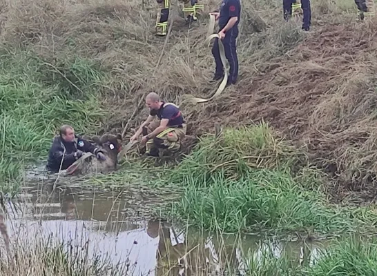 Brandweerzone Rivierenland redt kalfje uit water