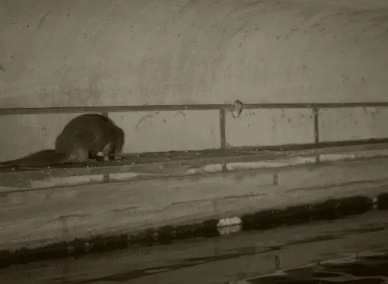 otter beelden Agentschap Natuur en Bos 