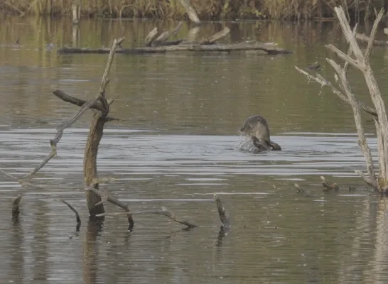otter beelden Agentschap Natuur en Bos 