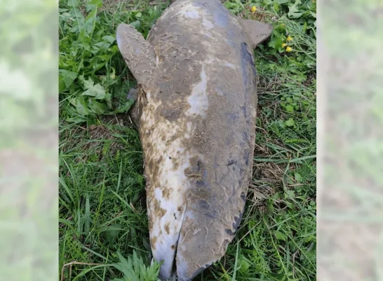 Bruinvis dood teruggevonden Bruinvis dood teruggevonden