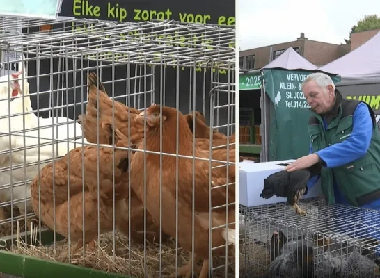 Jan Kiek stopt met kippenverkoop op Herentalse markt