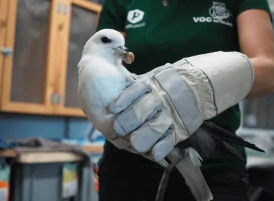Noordse stormvogel .p Noordse stormvogel .p