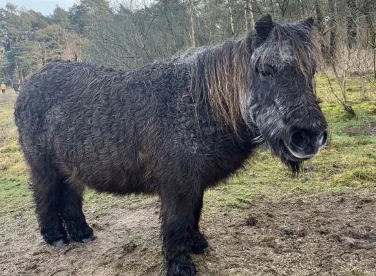 dutske shetlandpony De Liereman dutske shetlandpony De Liereman
