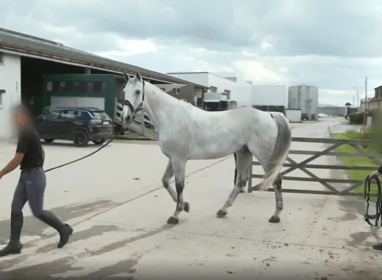 Ouders van 22-jarige vrouw die gewond raakte door paard in Sint-Katelijne-Waver vragen rust