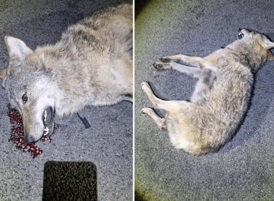 Welkom Wolf doodgereden wolf Geel