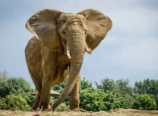 Kariba verhuist naar Portugal