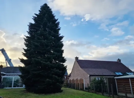 Kerstboom Grote Markt Brussel voor Winterpret komt dit jaar uit Sint-Katelijne Waver