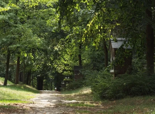 Kruisjesberg Herentals Bosbergen nieuwe beuken