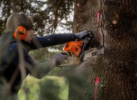 kerstboom Sint-Katelijne-Waver Grote Markt Brussel