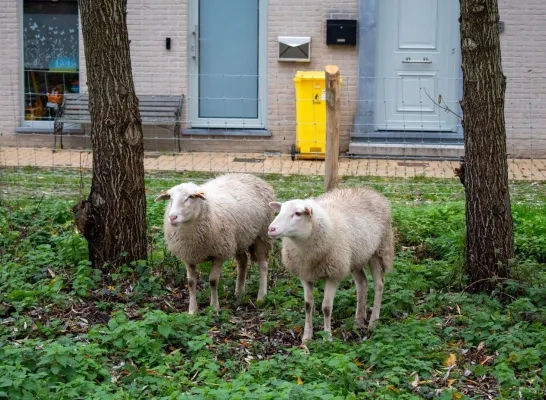 Schapenbegrazing Berlaar