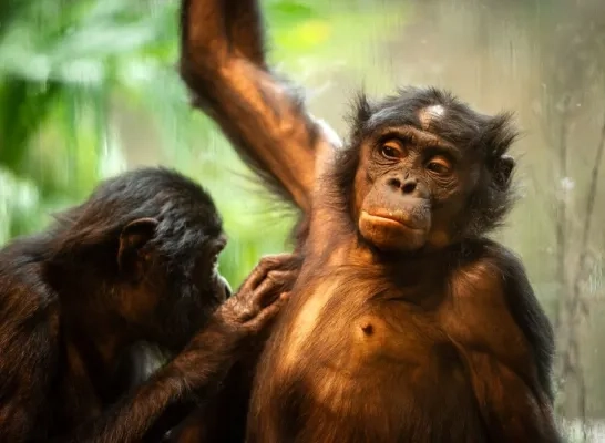 Bonobo vlooit ZOO Planckendael