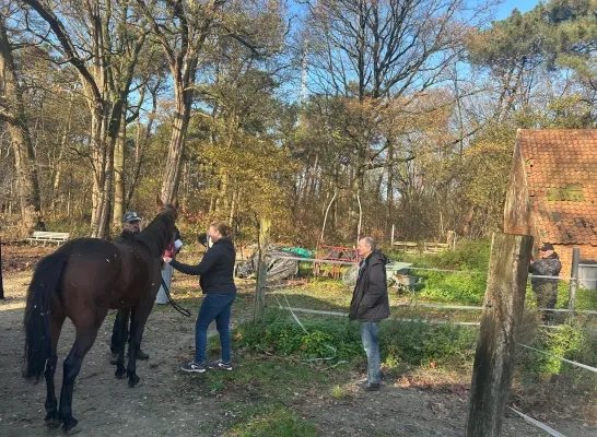 gestolen paarden Olen teruggevonden