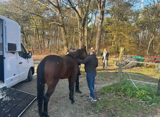 gestolen paarden Olen teruggevonden