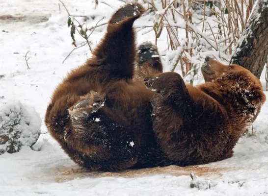 bruine beer pakawi park Facebook