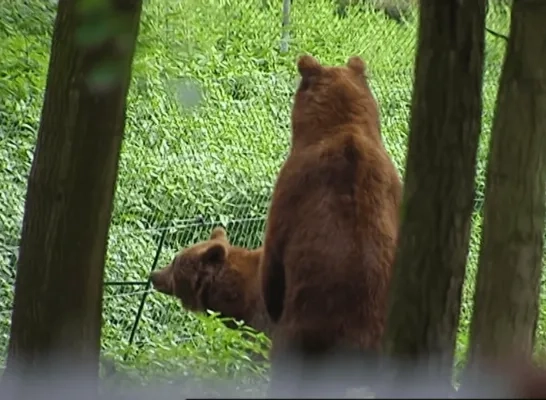 Beer sterft in Pakawi Park