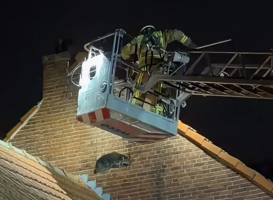 Wasbeer gevangen door brandweer in Meerhout