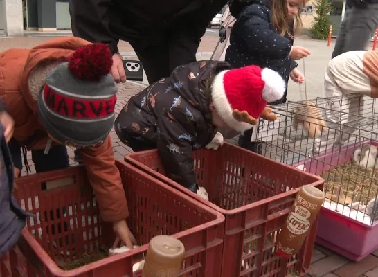 Laatste wekelijkse dierenmarkt in Mol