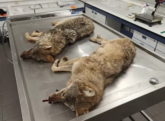 Wolvin die werd doodgereden in Geel