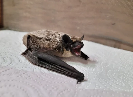 Tweekleurige vleermuis