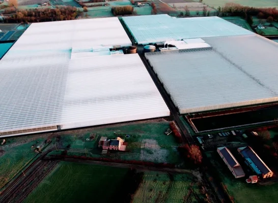 Primato vergoot oppervlakte tomaten in serre (glasareaal)