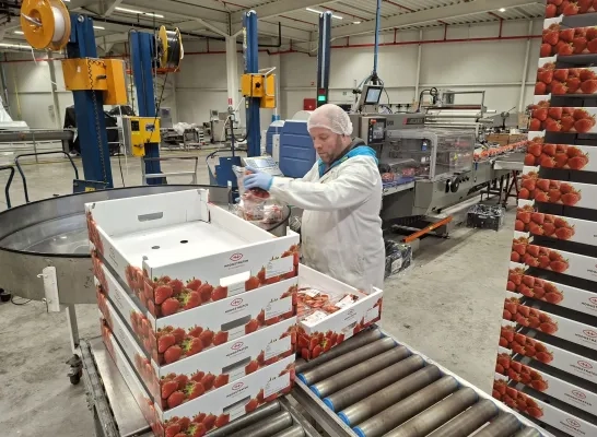 Coöperatie Hoogstraten fabriek