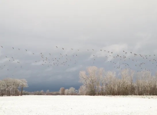 sneeuw winters landschap Baarle-Hertog
