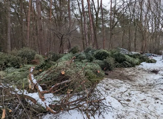 Scouts Bosvogels maken zich op voor kerstboomverbranding