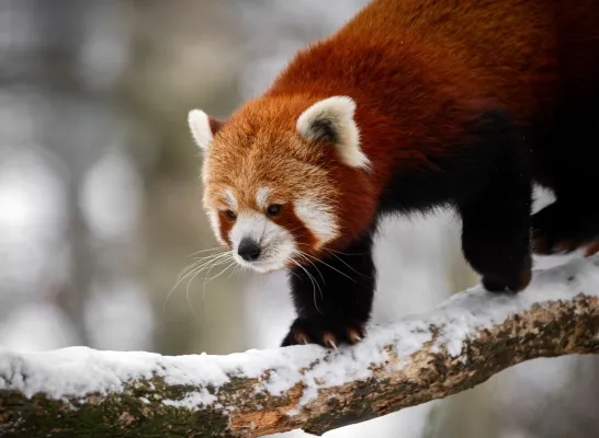 Zoo Planckendael rode panda in de sneeuw
