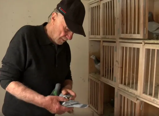 Duivenmelker Jos Cools