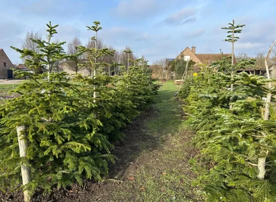 Kerstbomen terug in pension