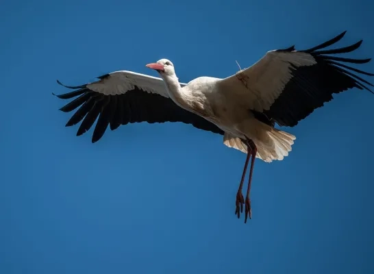 Eerste ooievaars keren terug naar Zoo Planckendael