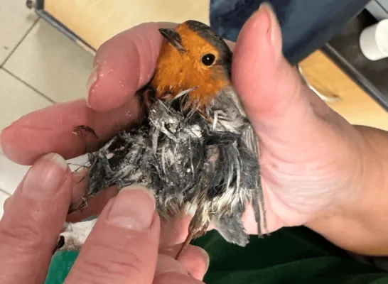 VOC Neteland lijmval roodborstje