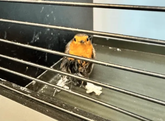 VOC Neteland lijmval roodborstje