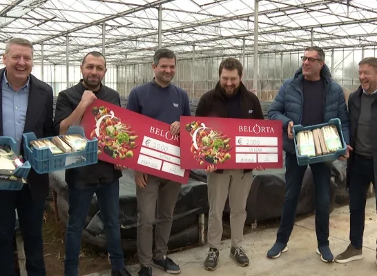 Eerste asperges in serre komen uit Sint-Katelijne-Waver