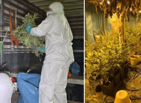 Cannabisplantage ontmanteld in Heindonk