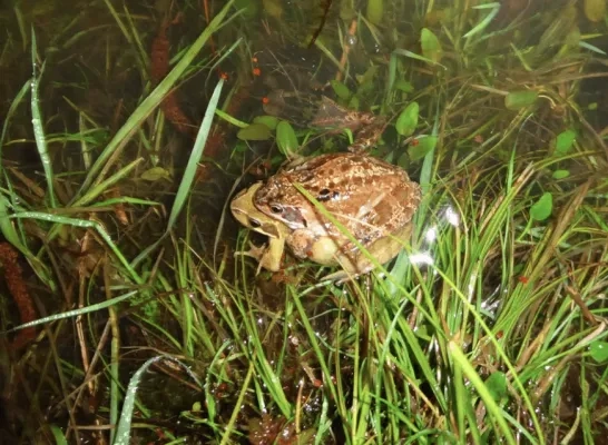 padden gemeente Bonheiden