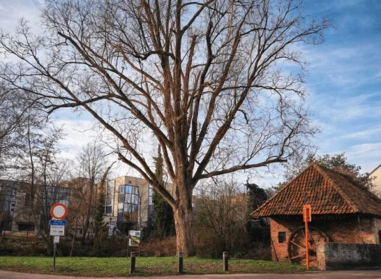 wilg aan waterhuisje gekno