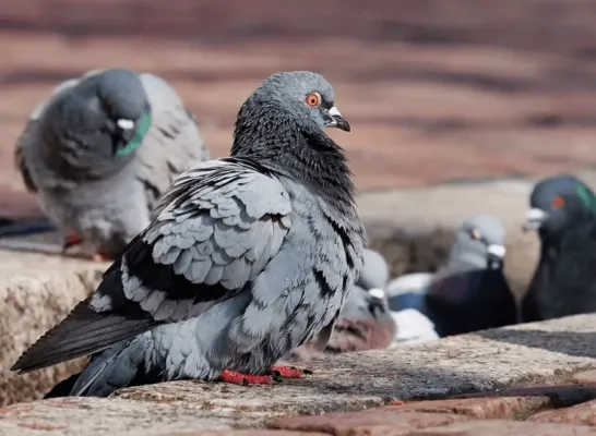 duivenoverlast algemeen