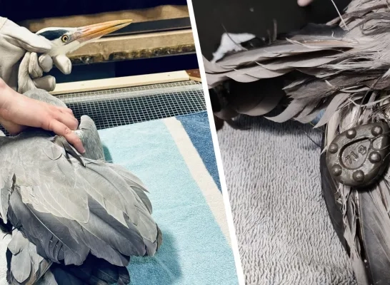 Gewonde reiger bij VOC Neteland Herenthout