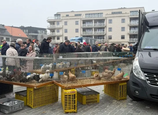 Dierenmarkt in Mol