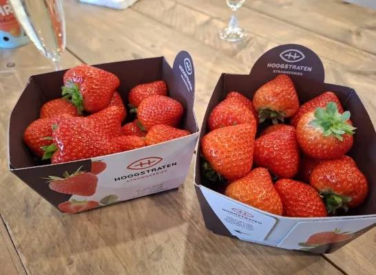 Aardbeien uit Hoogstraten