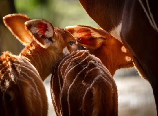 Bergbongo's