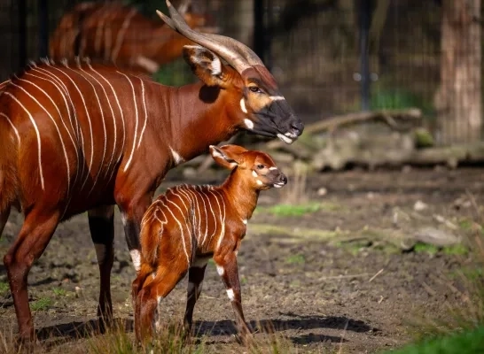 Bergbongo's