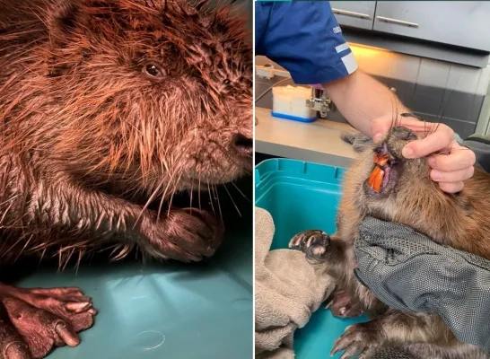 bever voc Kapellen Brasschaat