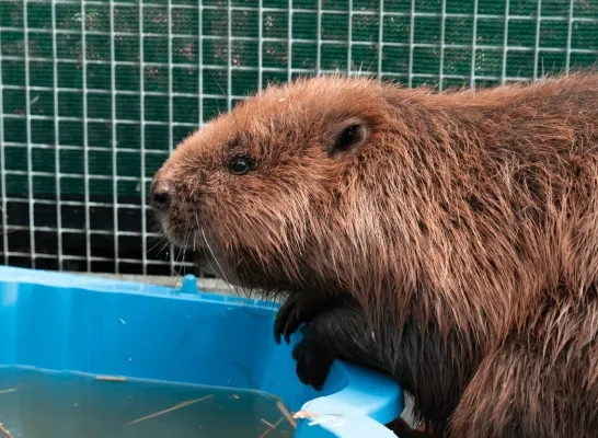 bever voc Kapellen Brasschaat