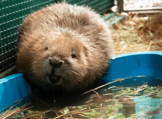 bever voc Kapellen Brasschaat